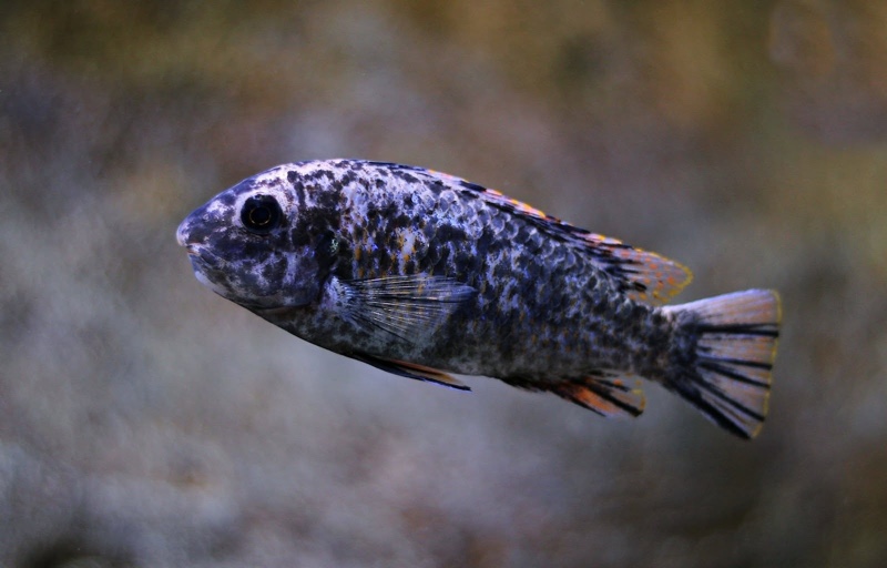 Labeotropheus fuelleborni 'Mitande Reef (Rocks)'